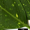 SpeciesSub: var. variegata